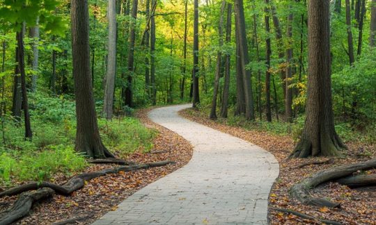 Forest Path